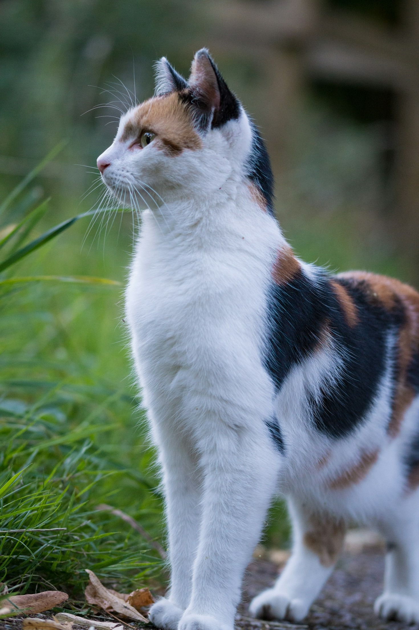 Top Ten Whodunits For Cat Lovers